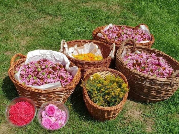 Pohod od rotunde na Vidov brejg