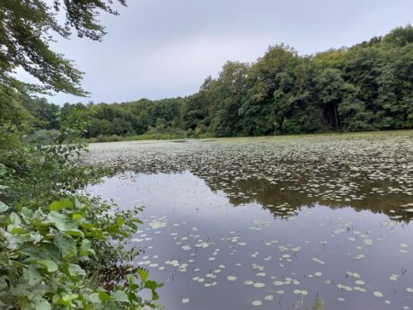 Jezero Negova