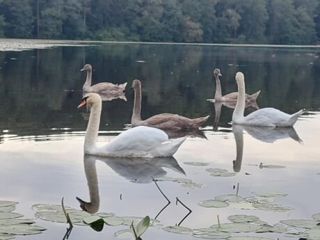 Negovsko jezero