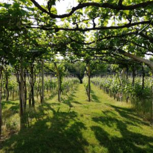 Filovci vinogradništvo