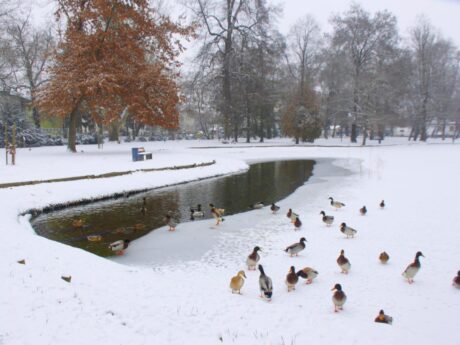 Mestni park Murska Sobota pozimi