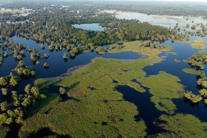 Evropska Amazonka